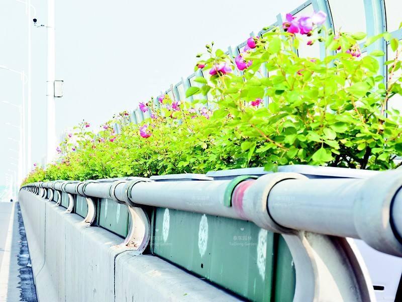 高架橋花箱 高架橋花箱