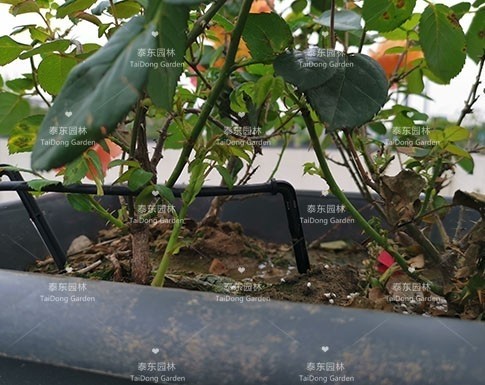 高架花箱 高架花箱