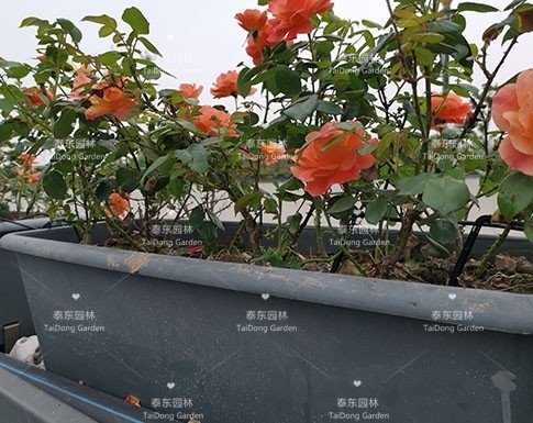 戶外高架花箱 戶外高架花箱