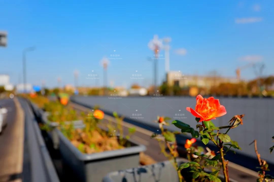 1616206820125672.jpg 花箱