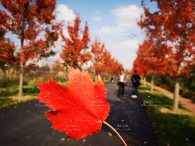 1616986335290503.jpg 花箱