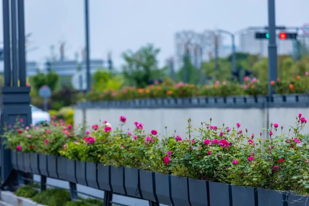 1689121947730730.jpg 花箱