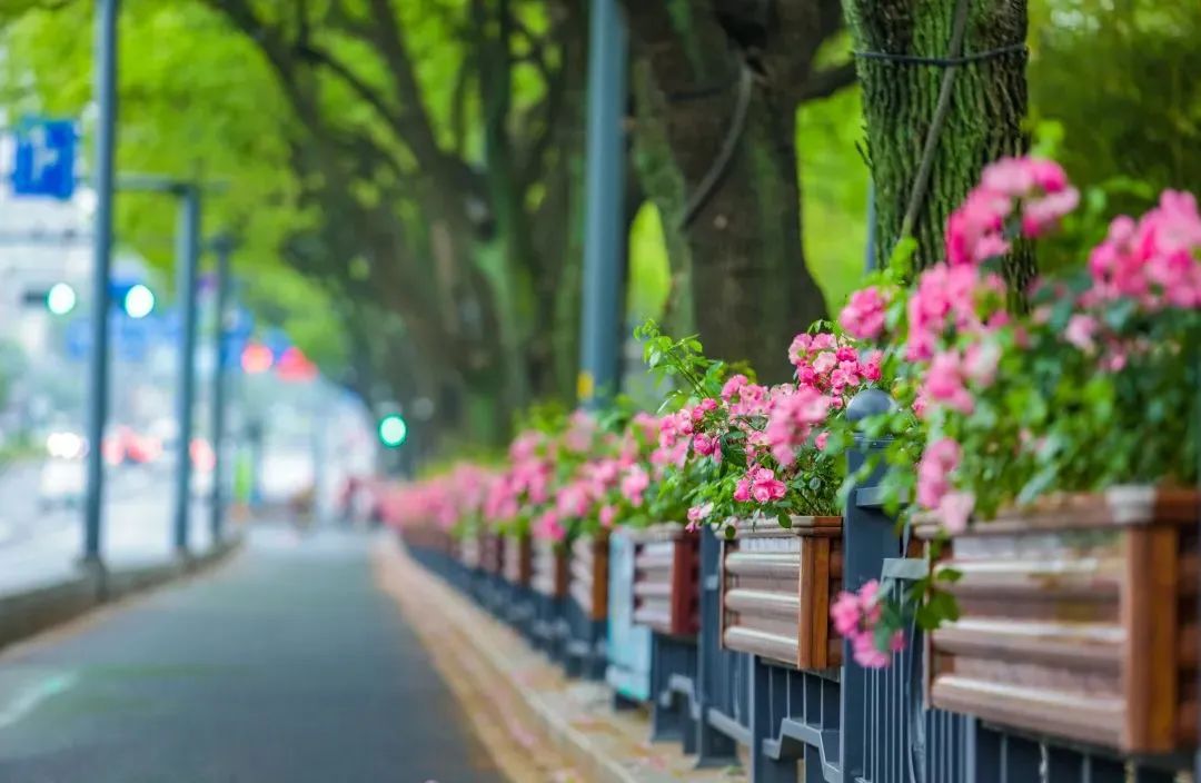 1689121947965356.jpg 花箱